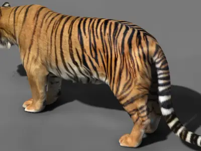 Tiger 3D model