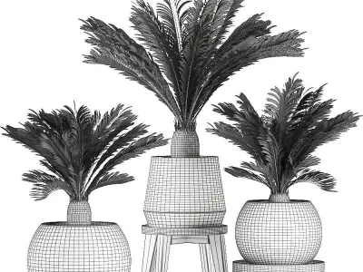 Decorative Cycas palm in a black flowerpot 650 3D model