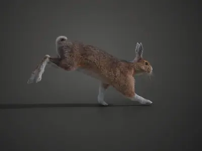 Snowshoe Rabbit Animated VFX Grace 3D model