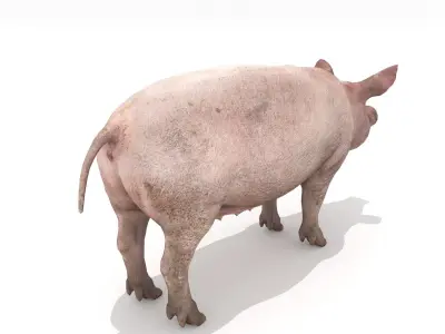 Pig - Realistic Low-poly 3D model