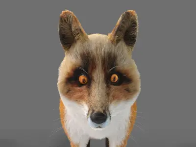 Hair Fur Red Fox 02 Low-poly 3D model