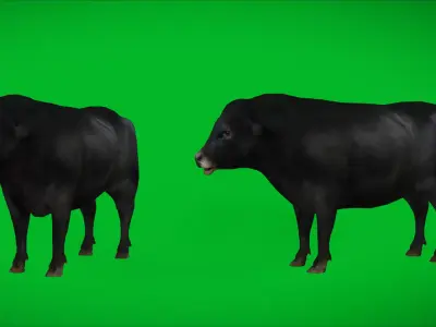 Galloway Cattle Low-poly 3D model