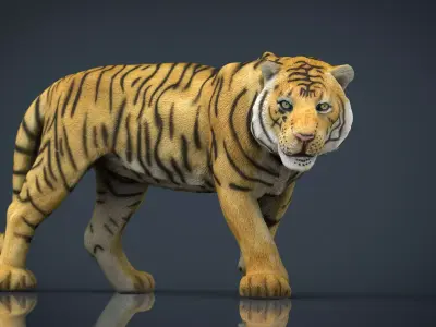 Tiger Low-poly 3D model