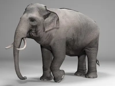 Asian Elephant Animated Low-poly 3D model