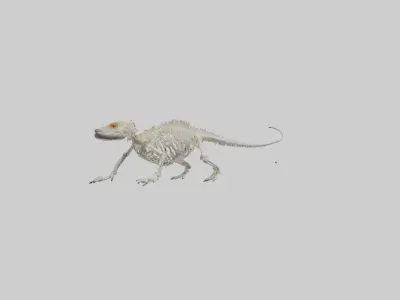 Bearded Dragon Skeleton model 3D model