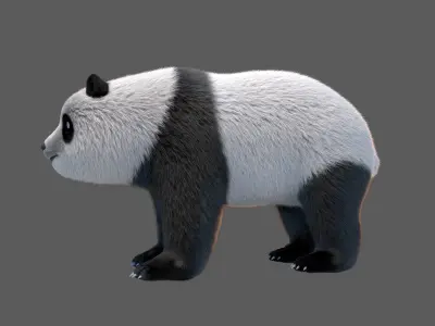 panda  huahua 3D model