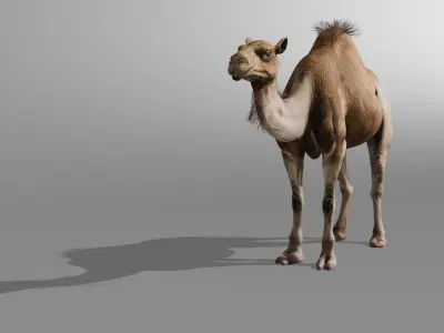 3D Camel Model Low-poly 3D model