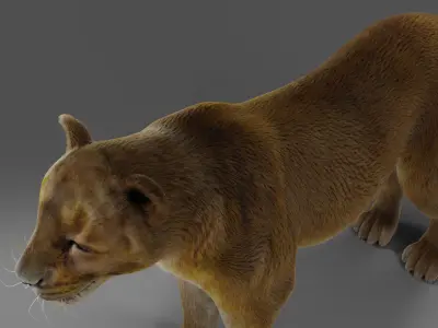Fur Lioness V02 NO Rigged in Blender Low-poly 3D model