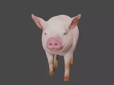 pig in pink 3D model