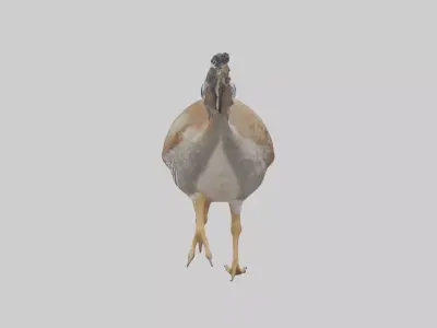 Quail running model Low-poly 3D model