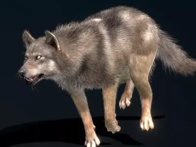  Eurasian Wolf 3D model