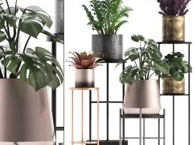 Collection of Exotic plants monsterra 342 3D model