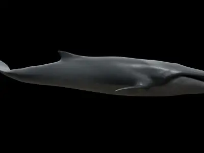 Fin whale Low-poly 3D model