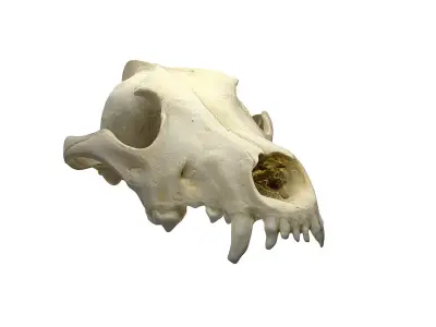 Skull - Wolf Low-poly 3D model