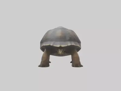 Galapagos Giant Tortoise walking model 3D model