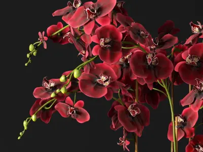 Orchid 12 3D model