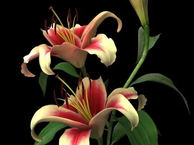 lily dark red 3D model