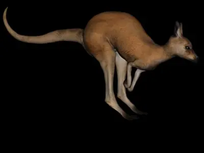 t11-kangroo-adult kangaroo 3D model