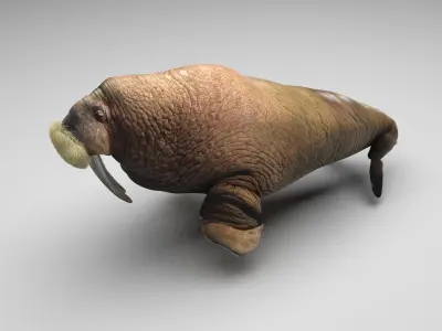 Walrus 3D model
