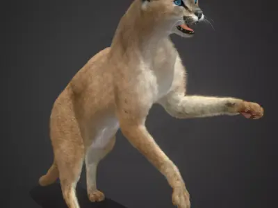 Caracal - Cat Realistic Animated 3D model