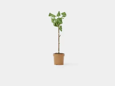 Ficus carica stem Low-poly 3D model