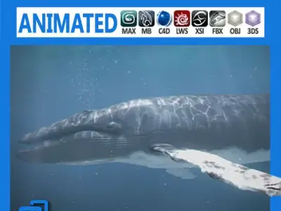 Animated Whale 3D model