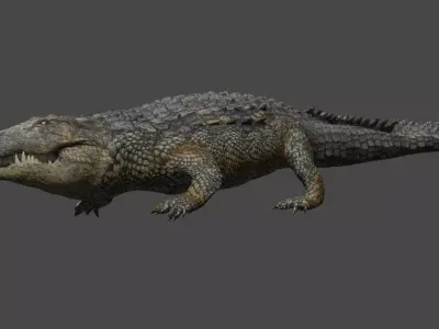 Aligator real measure 3D model