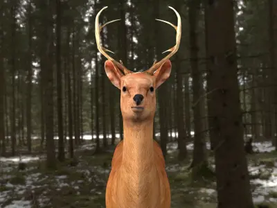 low poly deer rigged  Low-poly 3D model