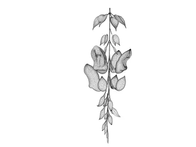 Thunbergia mysorensis 3D model