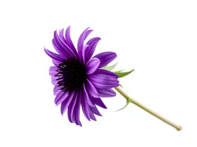 Purple Cornflower Realistic Botanical Model Pack Low-poly 3D model