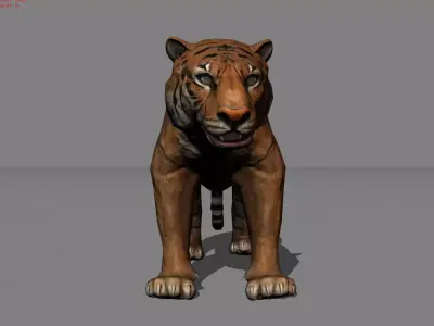 Tiger Asian Animal Low-poly 3D model