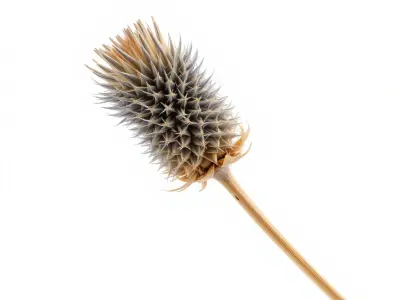 Thistle Model Pack  Detailed Botanical D Model Low-poly 3D model