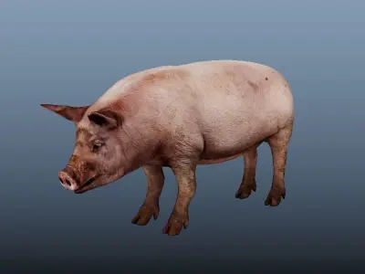 Pig Animated VFX Grace Low-poly 3D model