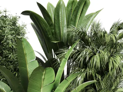 indoor plant ficus ravenala of earthenware and patternd vases 3D model