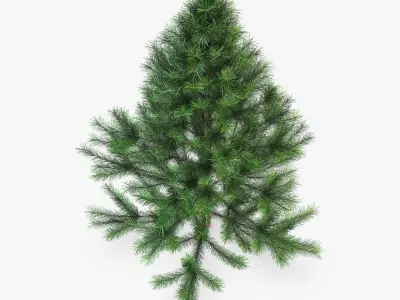 Conifer Tree 150cm v 1 3D model
