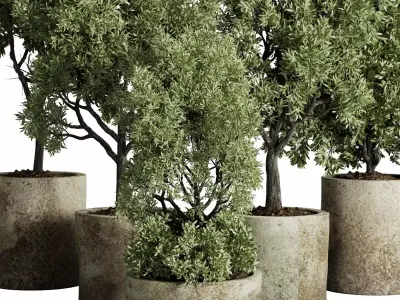 Tree plant in a old concrete dirty outdoor plant set 213  3D model