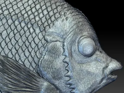 Angelfish Regal  Pygoplites diacanthus 3D print model