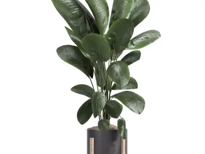 indoor plant 046 3D model