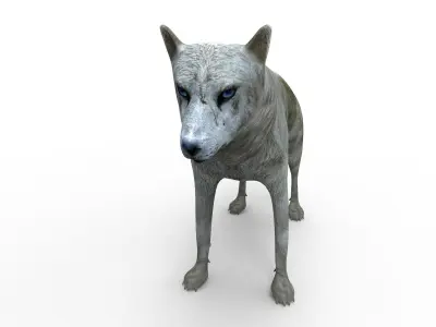 White Fox rigged 3D Models  Low-poly 3D model