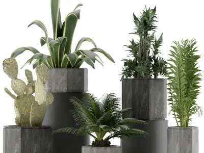 Plants Collection 26 3D model