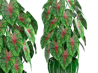 Houseplant 41 3D model