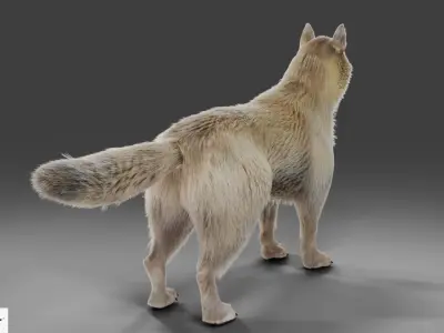 Fur Gray Wolf V02 NO Rigged Low-poly 3D model