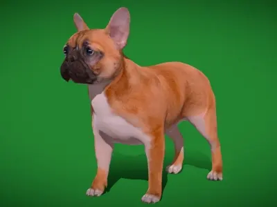 French Bulldog Breed Low-poly 3D model