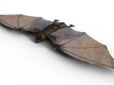 Bat Night 3D model