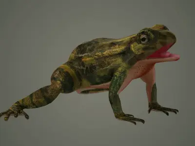 nature animal amphibians frog tree frog 3D model