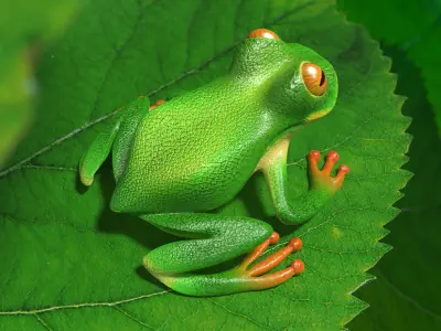 Tree frog Low-poly 3D model