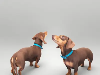 Playful dachshund dog 35 Low-poly 3D model