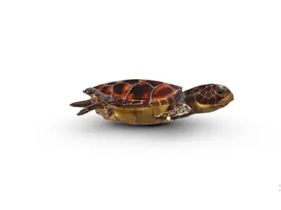 Hawksbill turtle  Low-poly 3D model