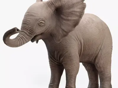 Elephant Baby Rigged 8K Low-poly 3D model