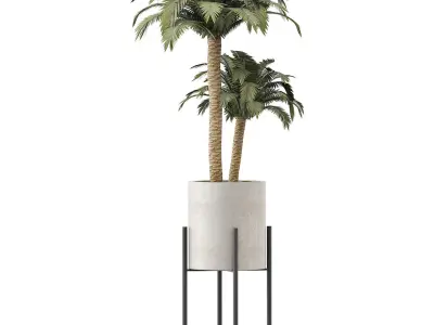Plants Collection 134 Beach Palm 3D model
